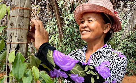 kambodschanische Frau bindet Pfeffer Rispen an