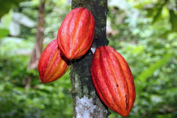 3 rote Kakaoschoten am Baum